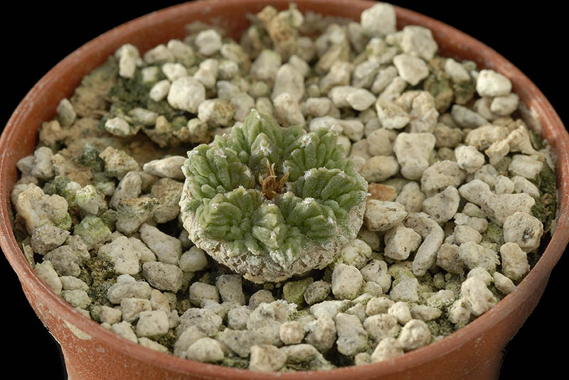 Aztekium Ritterii (15 anni) Cm. 1.5 € 24,00.jpg